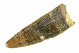 Cretaceous Fossil Crocodilian Tooth - Wyoming #299791-1